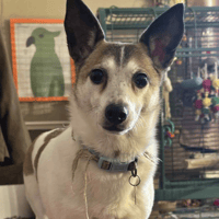 Tia, female dog to adopt