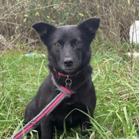 Melody, female dog to adopt