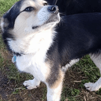 Tara, female dog to adopt