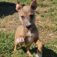 Ashley, magnifique bébé, chienne à adopter