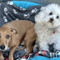 Lyla and Hope, female dog to adopt