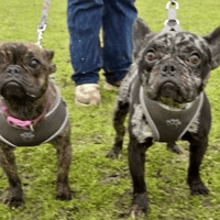 Axel & Minnie, dog to adopt