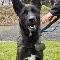 Little Zeus, dog to adopt