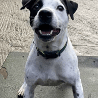 Mallow, dog to adopt