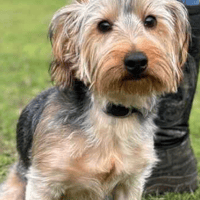 Pebbles, female dog to adopt