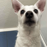 Eddie, dog to adopt