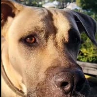 Le beau Rio, chien à adopter