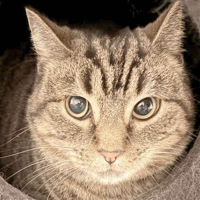 Moet, female cat to adopt