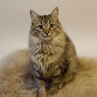 AKALI, chatte à adopter