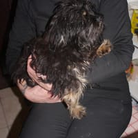 Lupin, chien à adopter