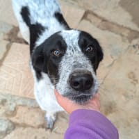 LILI (Rescate), chienne à adopter