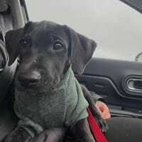 Zak, mâle Xberger né le 15/10/2025 🐶, chien à adopter