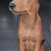 Ynook, mâle X croisé berger né le 06/09/2025, chien à adopter