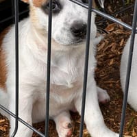 Radki, mâle croisé berger, né le 01/11/2025 🤍, chien à adopter