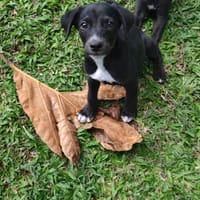 Belko, mâle X berger, né le 26/09/2025 🐶, chien à adopter