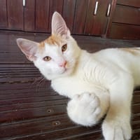 WAKOU, chaton européen, chat à adopter