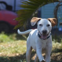 STITCH, chien à adopter