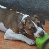 KODA, chien à adopter