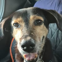 BOLT,  Chien adulte Berger Créole, chien à adopter