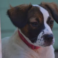 MIRA, chienne à adopter