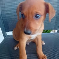 🐾 À L’ADOPTION – RIDER, l’aventurier au grand cœur 🐾, chien à adopter