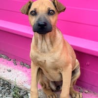 🐾 À L’ADOPTION – TIKA, douceur fauve en quête de confiance 🐾, chienne à adopter