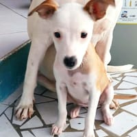 Super NOVA petite étoile, chienne à adopter