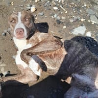 CANDY, Femelle Berger Créole junior, chienne à adopter