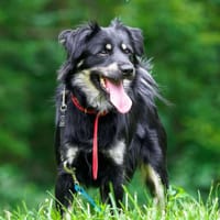 Lego, pies do adopcji