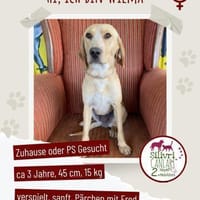 Wilma sucht eine Pflegestelle / Zuhause, Hündin zur Adoption