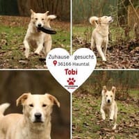 Tobi Labrador Mischling Rüde sucht Heim, Hund zur Adoption