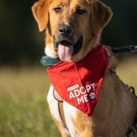 HSH-Mix-Lady♥Suvi♥63911 Klingenberg/Main, Hündin zur Adoption