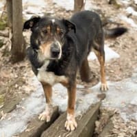 LEVA-liebevolle Familue gesucht, Hund zur Adoption