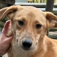 GORBI-ein richtiger Goldschatz, 52cm, Hund zur Adoption