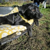 Käthe sucht dich und ihr Glück, Hündin zur Adoption