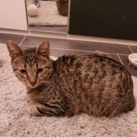 Kater Akari sucht sein Zuhause, Kater zur Adoption