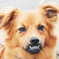 EMMA-zuckersüße Jung-Hündin,36 cm, Hündin zur Adoption