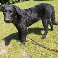 Sonnenschein Franzl sucht sein Körbchen, Hund zur Adoption