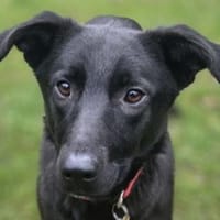 LANA-zarte, wunderschöne Hündin, 56 cm, Hündin zur Adoption