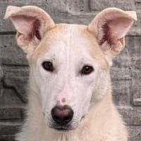 SEPPI-lieber,hübscher Jung-Rüde,59cm, Hund zur Adoption