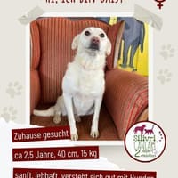 Süße Daisy sucht ein Für-Immer-Zuhause, Hündin zur Adoption