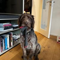 Fulmine - sensibler Rüde auf PS in D, Hund zur Adoption