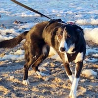 Genießerschnute ♥Mona♥ in 01640 Coswig, Hündin zur Adoption