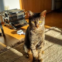 Zuhause gesucht für Kleo, Katze zur Adoption