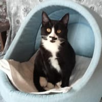 Verschmuster Roj möchte so gerne raus!, Kater zur Adoption