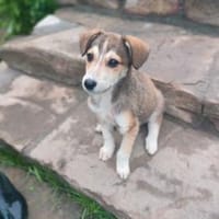 Josi, jung und liebenwert sucht, Hündin zur Adoption