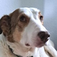 HELEN, lieb und sanft, Hündin zur Adoption