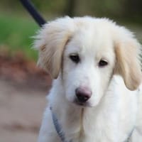 Taylor sucht ihre Menschen, Hündin zur Adoption