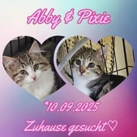 ABBY&PIXIE - Zwei Herzensbrecherinnen!, Katze zur Adoption