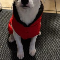 Enzo sucht sein Für-immer-Zuhause 🐾, Hund zur Adoption